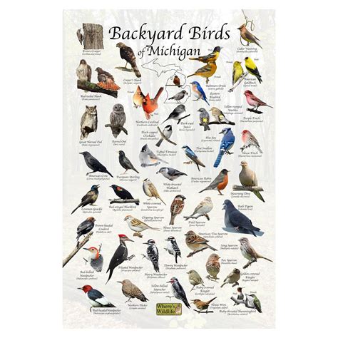 Backyard Birds of Michigan Bird Identification Poster / Bird Field Guide / Bird Watching Nature ...