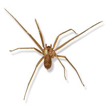 Brown Recluse Spider - DesertUSA