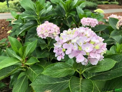 Bigleaf Hydrangea: Grow and Care Tips for French Hydrangea Bushes ...