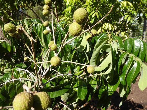 Longan Fruit Tree Images | Fruit Trees