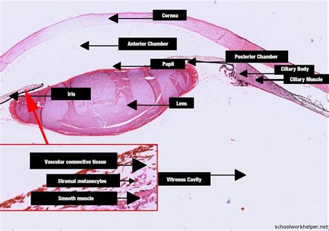 iris-angle-labelled-histology-slide | SchoolWorkHelper