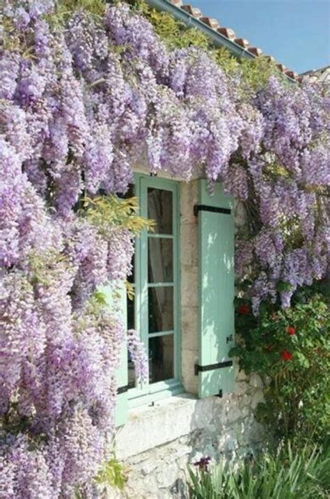 Wisteria in Bloom Outside and in the Home | Cottage garden, Planting ...