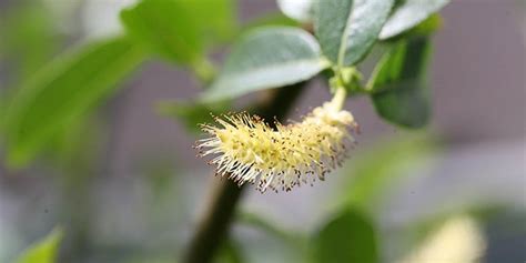 Red willow - flowering time, description, seasonal development and general distribution in Ontario