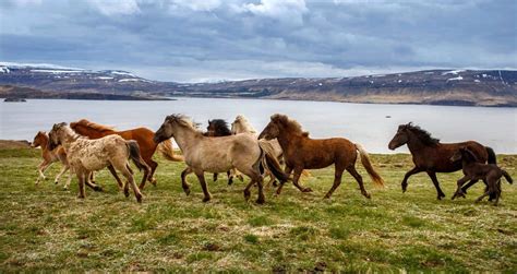 Animals In Iceland: A Guide to 25 Domesticated & Wild Species