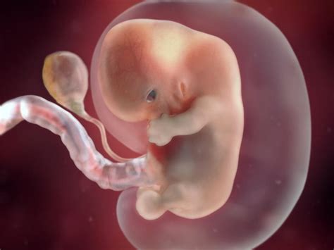 Fetal development week by week - BabyCentre UK