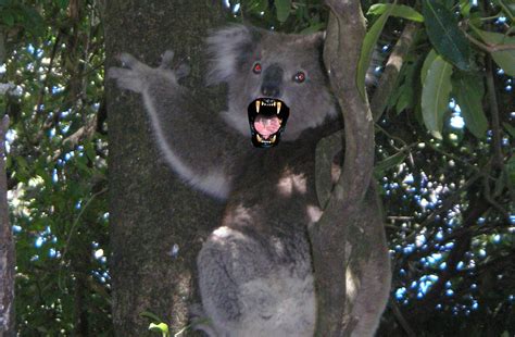 10 Most Dangerous Animals in Australia | Planet Deadly