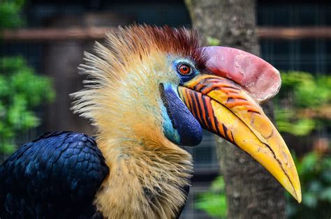 Deforestation in Papua: Meet the Animals at Risk - Mighty Earth