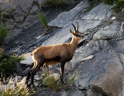 World All Animals: Chamois