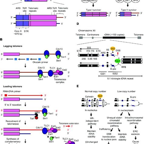 | Mitochondrial dysfunction during aging. Healthy mitochondria produce ...