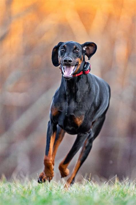 Doberman Running on the Field Stock Photo - Image of outside, canine: 194765128