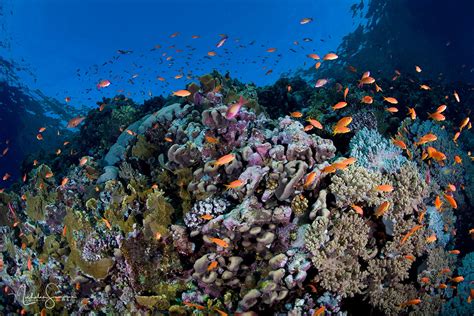 SOUTHERN RED SEA – Underwater Photography