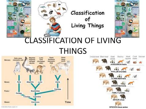 Classification Of Living Things: Different Kingdom & Related Questions ...