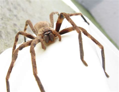 17 Enigmatic Facts About Huntsman Spider - Facts.net