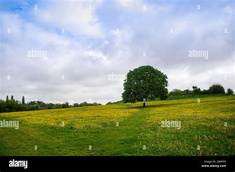 Wild Meadow at the old show ground, Frome, Somerset Stock Photo - Alamy