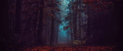 Dark Autumn Forest Wallpapers - Top Free Dark Autumn Forest Backgrounds ...