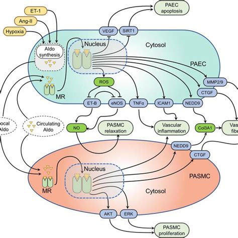 Mineralocorticoid receptor (MR)-mediated signaling pathways in... | Download Scientific Diagram