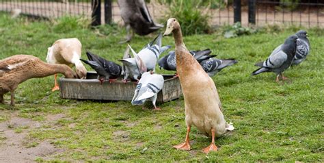Funny Goose Sitting Free Stock Photo - Public Domain Pictures