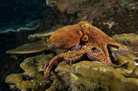 WARNING: Know the Octopus of Oklahoma Legend Before Taking a Dip in the ...