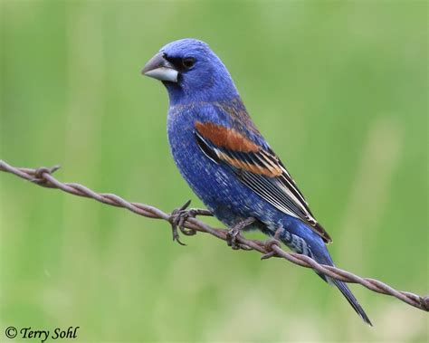 Identification Keys and Tips - "Blue" Grosbeaks and Buntings