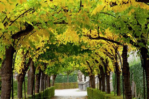 Trees Form A Canopy Over A Path At Wurzburg Residence; Wurzburg, Bavaria, Germany - Stock Photo ...