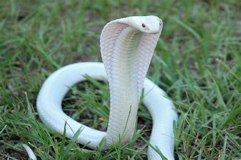 Rare snake Albino cobra spotted in Maharashtra; see Pics