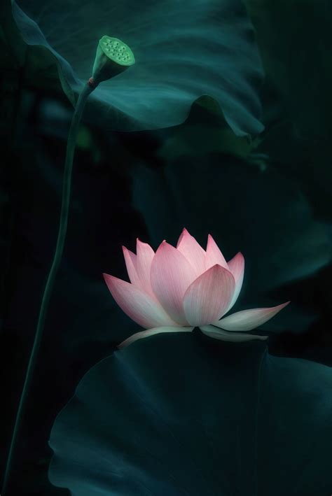 Lotus Flower, Catherine W. | Posters, Art Prints, Wall Murals | +250 ...