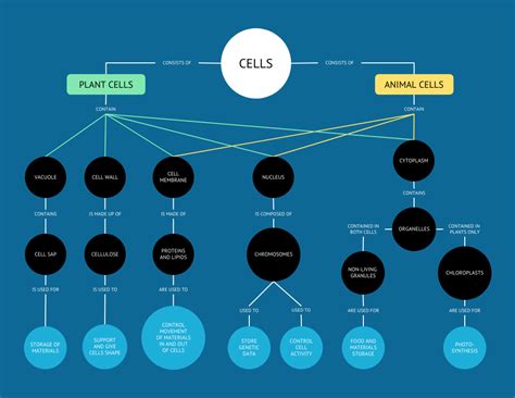 Concept Map Of Cells