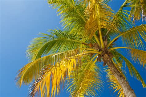 Palm Tree And Blue Sky Free Stock Photo - Public Domain Pictures