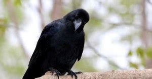 Raven Behavior - AnimalBehaviorCorner