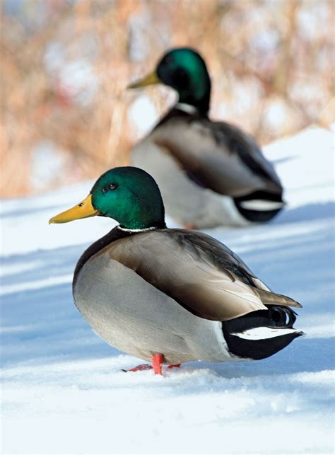 Mallard | Anatomy, Migration & Diet | Britannica