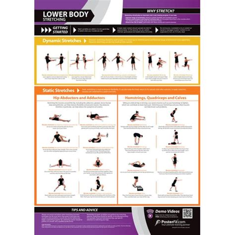 Lower Body Stretching Poster - Innovative Gym & Fitness Charts