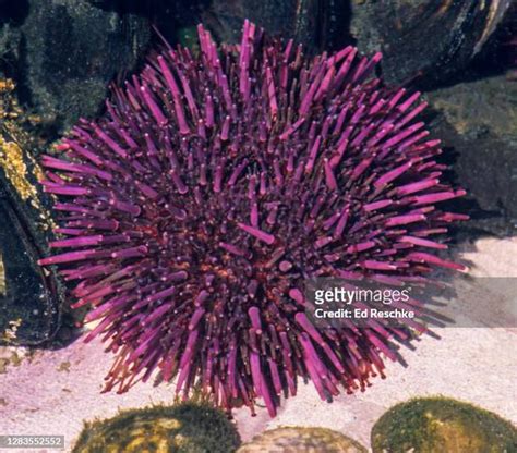 233 Purple Sea Urchin Stock Photos, High-Res Pictures, and Images ...