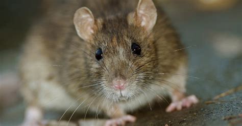 Protecting Against Diseases Carried by Mice and Rats