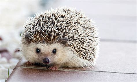 Hedgehog Pets Cute But Challenging - Veterinary Medicine at Illinois