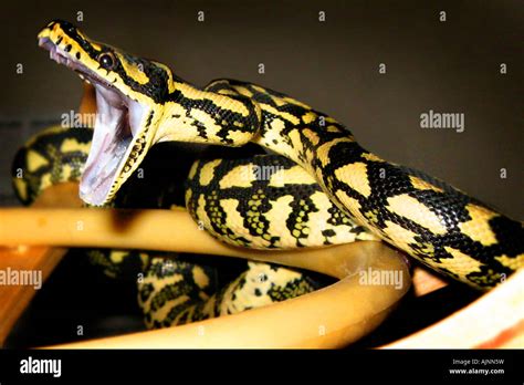 Carpet Python Fangs - Carpet Vidalondon