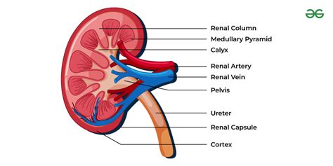 Anatomy of Kidney - Regulation of Kidney Function