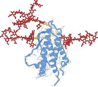 BIOL4550JJ: Erythropoietin - Structure | Structures, Map, Art