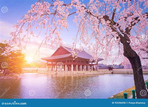 Gyeongbokgung Palace with Cherry Blossom Tree in Spring Time in Stock Photo - Image of seoul ...