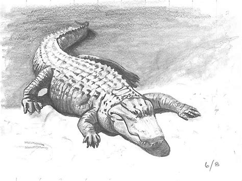 Clare's Sketch Book & Adventures in Watercolors: Alligator in Pencil