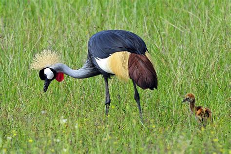 Zimbabwe Wildlife Safari | Footsteps of Giants | Gallery | Wildlife ...