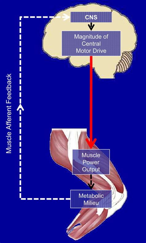 Schematic illustration of the suprapinal reflex inhibition model of... | Download Scientific Diagram