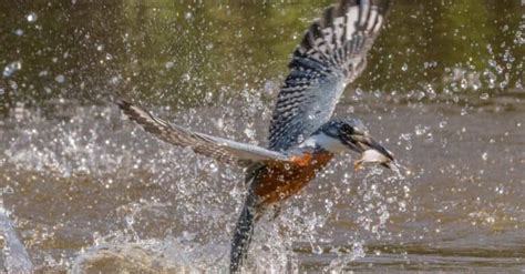 Ringed Kingfisher - A-Z Animals