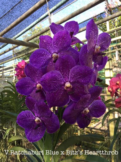 V. Goodwin’s Glitzy Gala…( Ratchaburi Blue x Bitz’s Heartthrob) – Rosella Orchids – Orchids ...