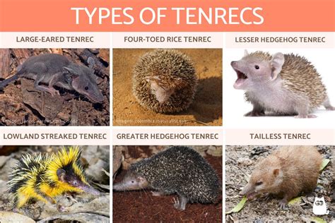 Tenrec Animal Characteristics, Habitat and Care With Photos