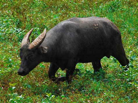 Tamaraw, Mindoro Dwarf Buffalo (Bubalus mindorensis)