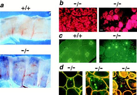 Vital staining with Evans blue dye (EBD) reveals disr | Open-i