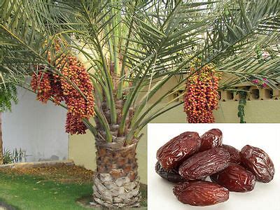 10 Date Palm (Phoenix Dactylifera) Fresh Exotic Palm Fruit Tree Seeds ...