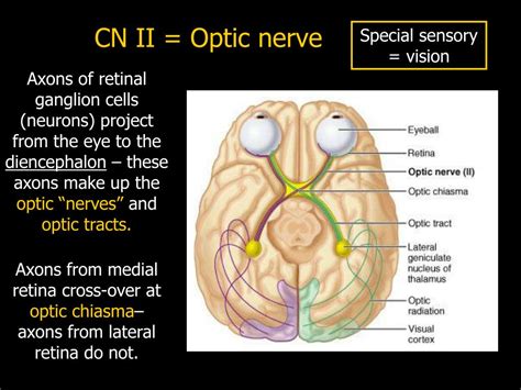 Optic Nerve Cn Ii Visual Pathway Schema Anatomy