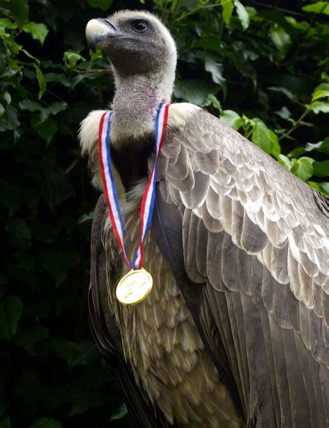 Vulture wins Gold Medal! Animal Olympics | Animals, Olympics, Gold medal