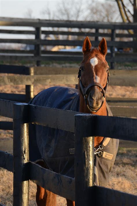 CHARISMATIC | Old Friend Equine